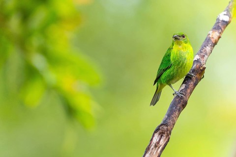 Crested Ashbird