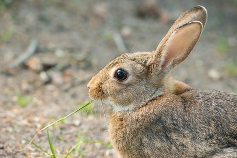 European rabbit