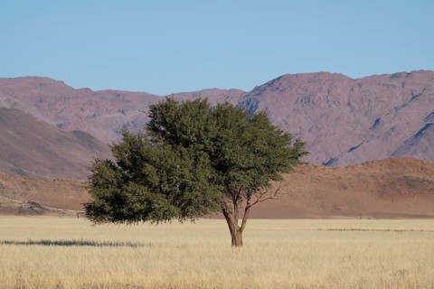 Acacia in front of Tirasbergen