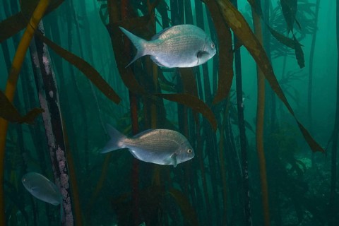 Hottentot bream