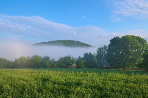 Meadow