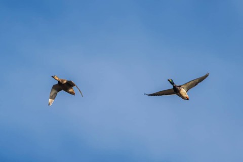 Mallard Duck