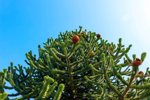 Beautiful Snake Pine or Monkey Tree with Cone