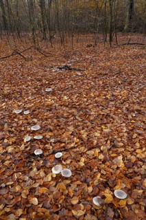 Witch ring with fog caps