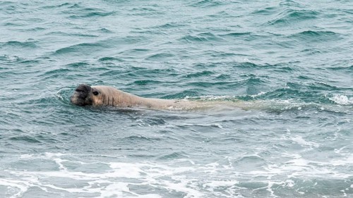 Southern elephant seal