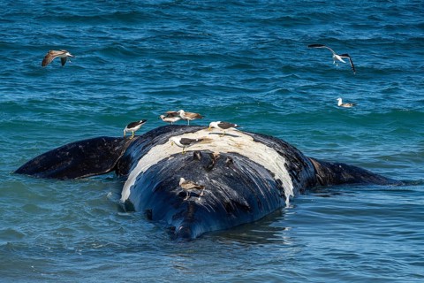 Southern right whale