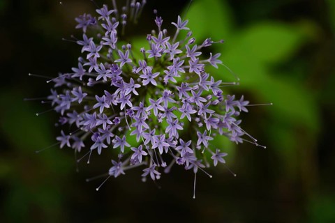 Close-up of a sunlit widow's-widow flower Trachelium caeruleum L. with out-of-focus background