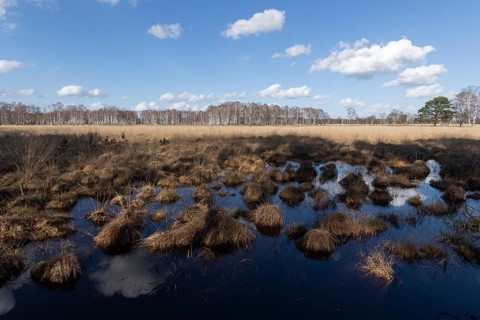 Water reflection from the blue sky on the wet meadows in the Professormoor in the Duvenstedter Brook nature reserve