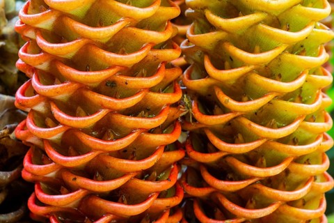 Zingiber spectabile