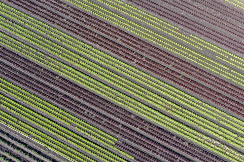 Diagonal rows of lettuce in the Seeland vegetable growing area