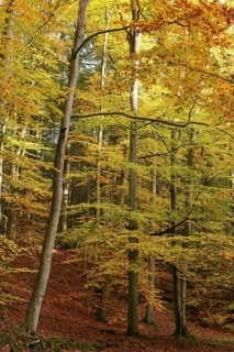 A beech forest with autumnal foliage colouring. Germany