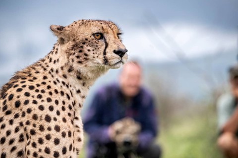 Cheetah