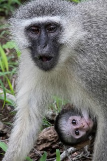 Southern vervet monkey