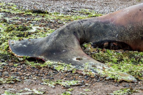 Southern right whale