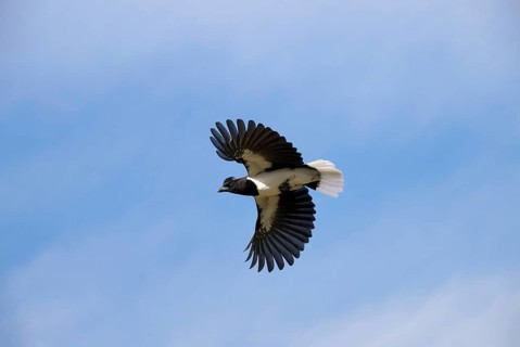 Curl-crested Jay