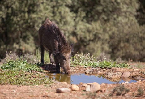 Wild boar