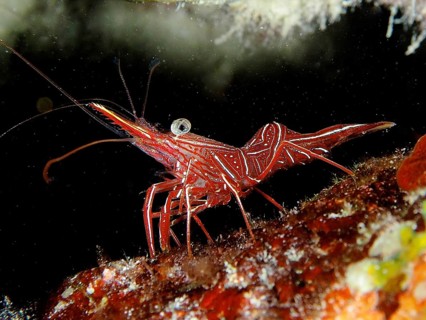 Camel shrimp