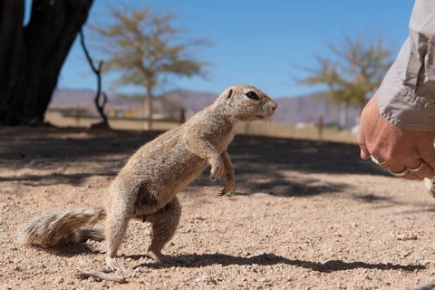 Mountain ground squirrel