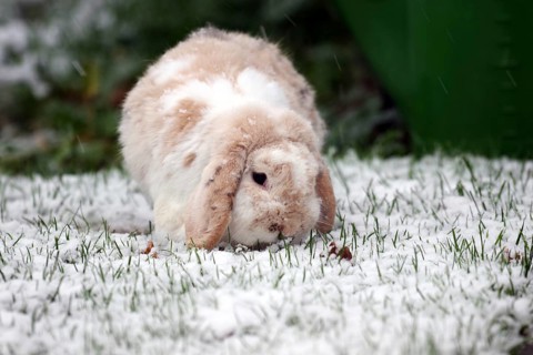 Rabbit