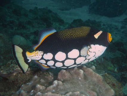 Clown triggerfish