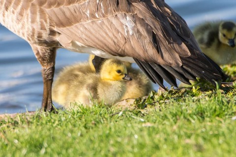 Chick