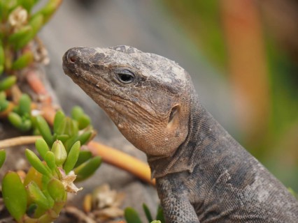 Gran Canaria giant lizard