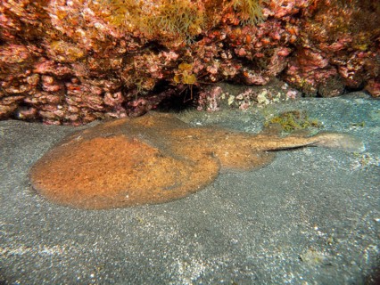 Marbled electric ray