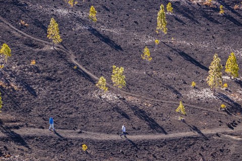 Canary Island pines