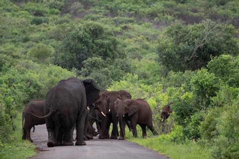 African elephant
