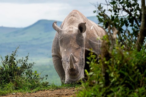 White rhinoceros