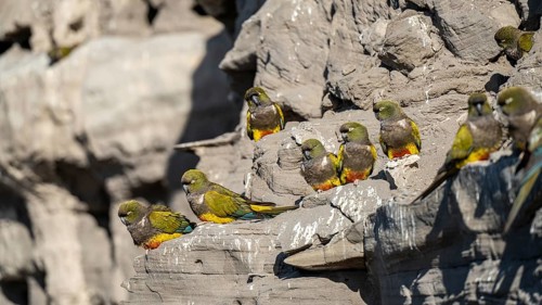Rock parakeets