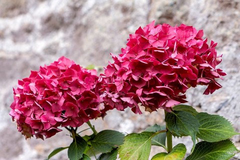 Red hydrangea