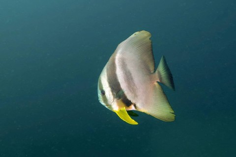 Longfin batfish