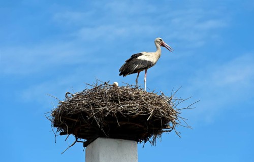 White stork