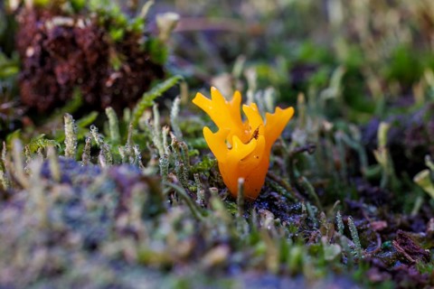 Golden yellow coral