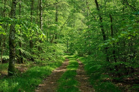 Hiking trail