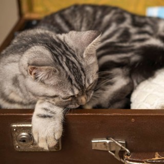Cat sleeping luggage case