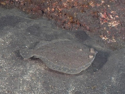 Flounder