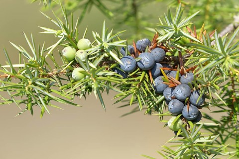 Common juniper