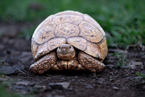 Leopard tortoise