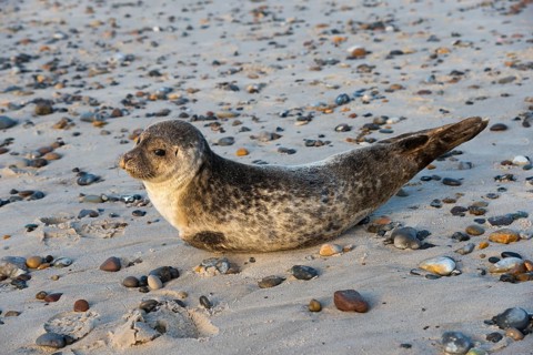 Seal on the beach