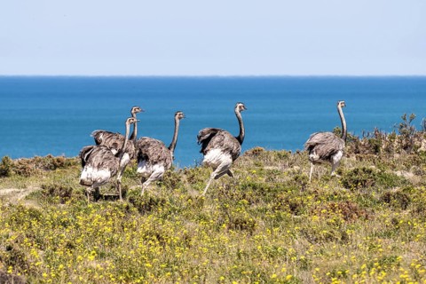 Greater rhea