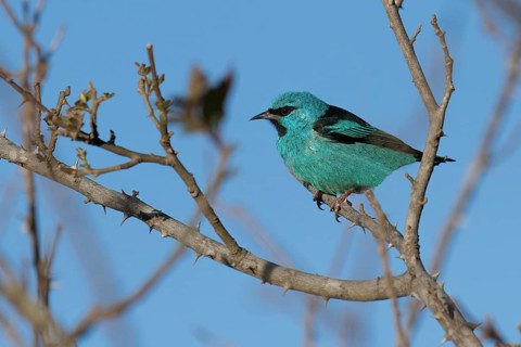 Male Blue Dacnis