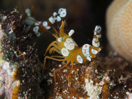 Squat shrimp
