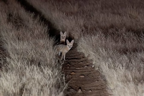 Cape fox