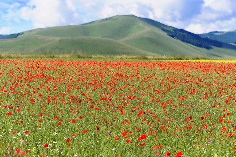 Poppy flowers
