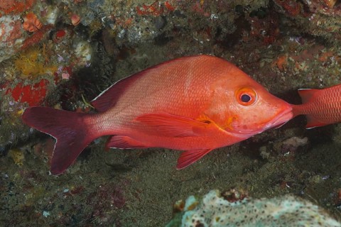Humpback red snapper