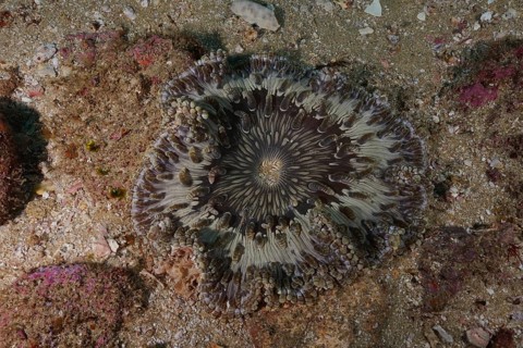 Beaded anemone