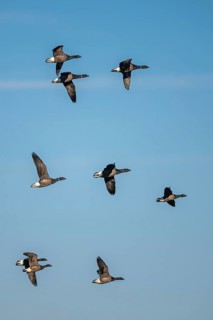 Brent Goose