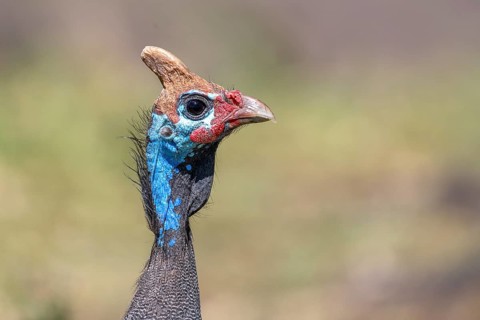 Helmeted guineafowls